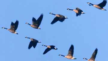 Kuşlardan Alınacak Dersler